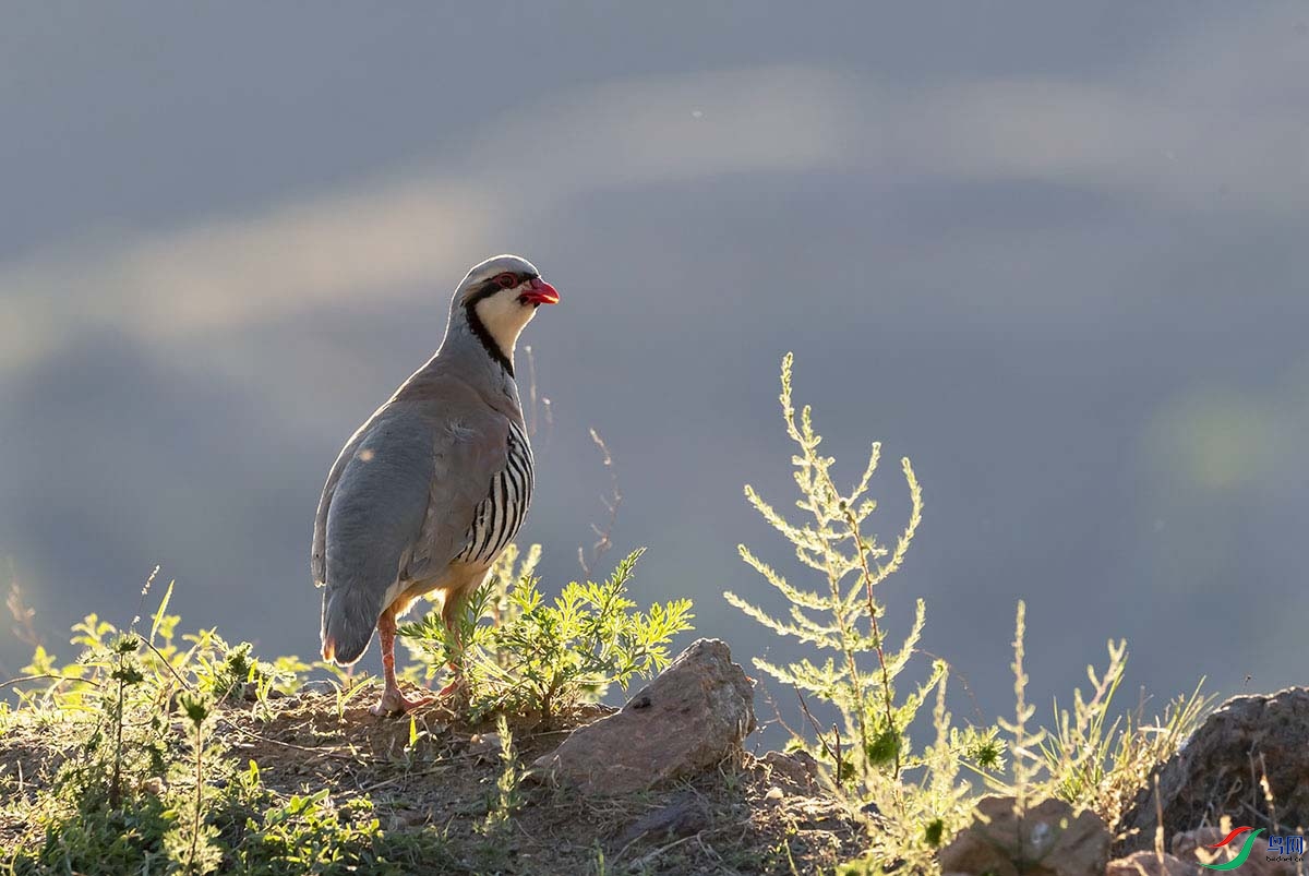 _DSC5586-11 - ����.jpg