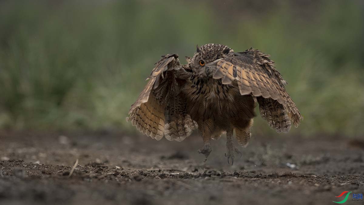 _DSC1934 - ����.jpg