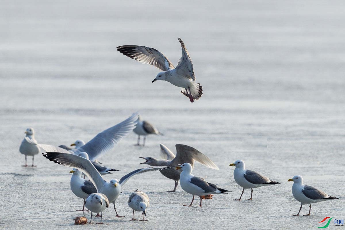 _DSC6153- - ����.jpg