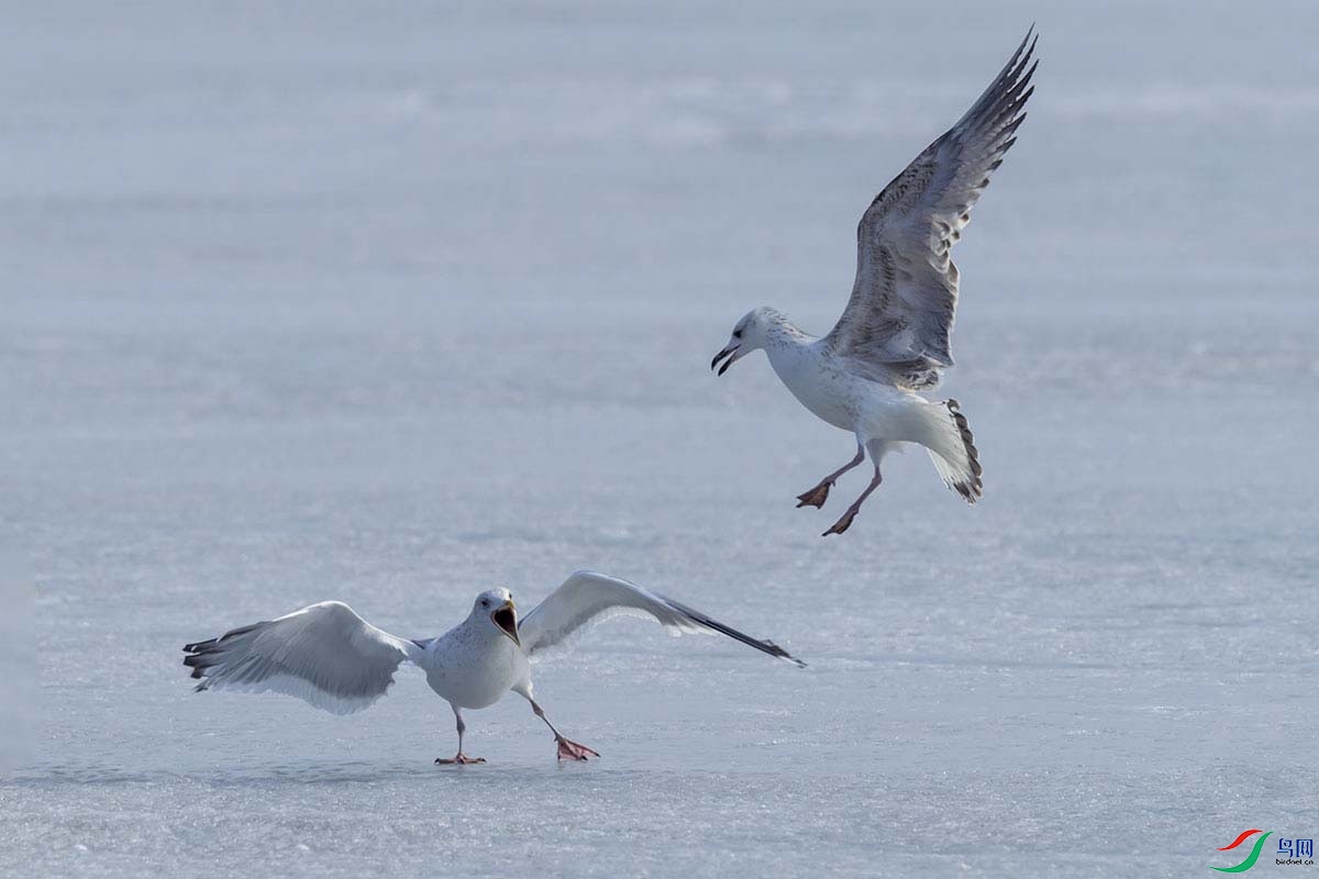 _DSC7487- - ����.jpg