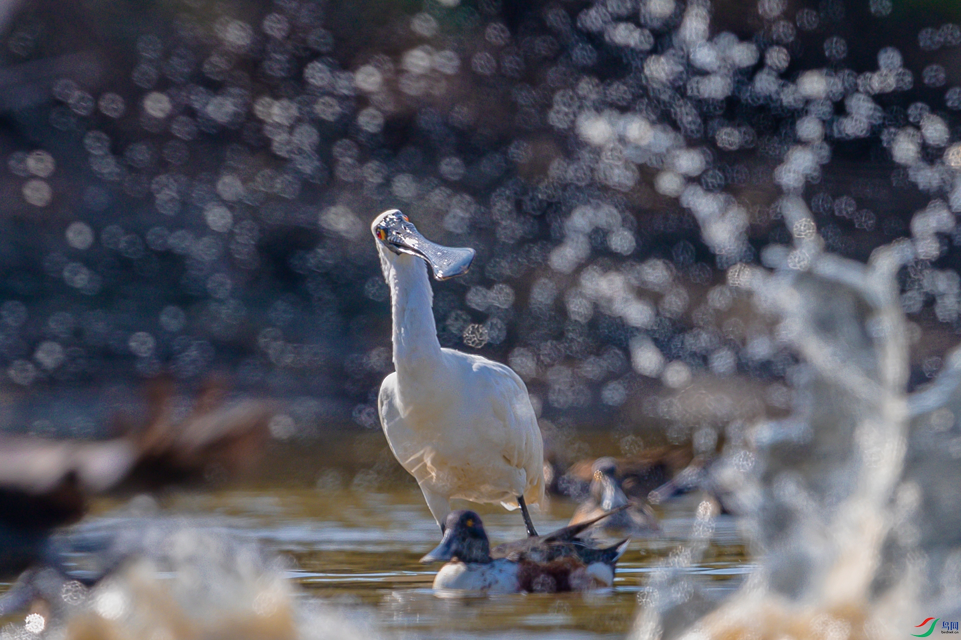 BP1I3072-3 ����.jpg