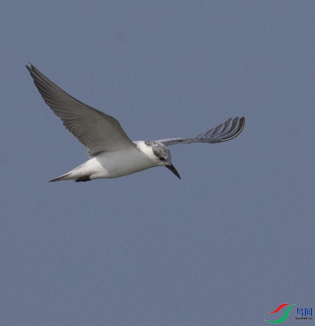 CS3U0955.jpg