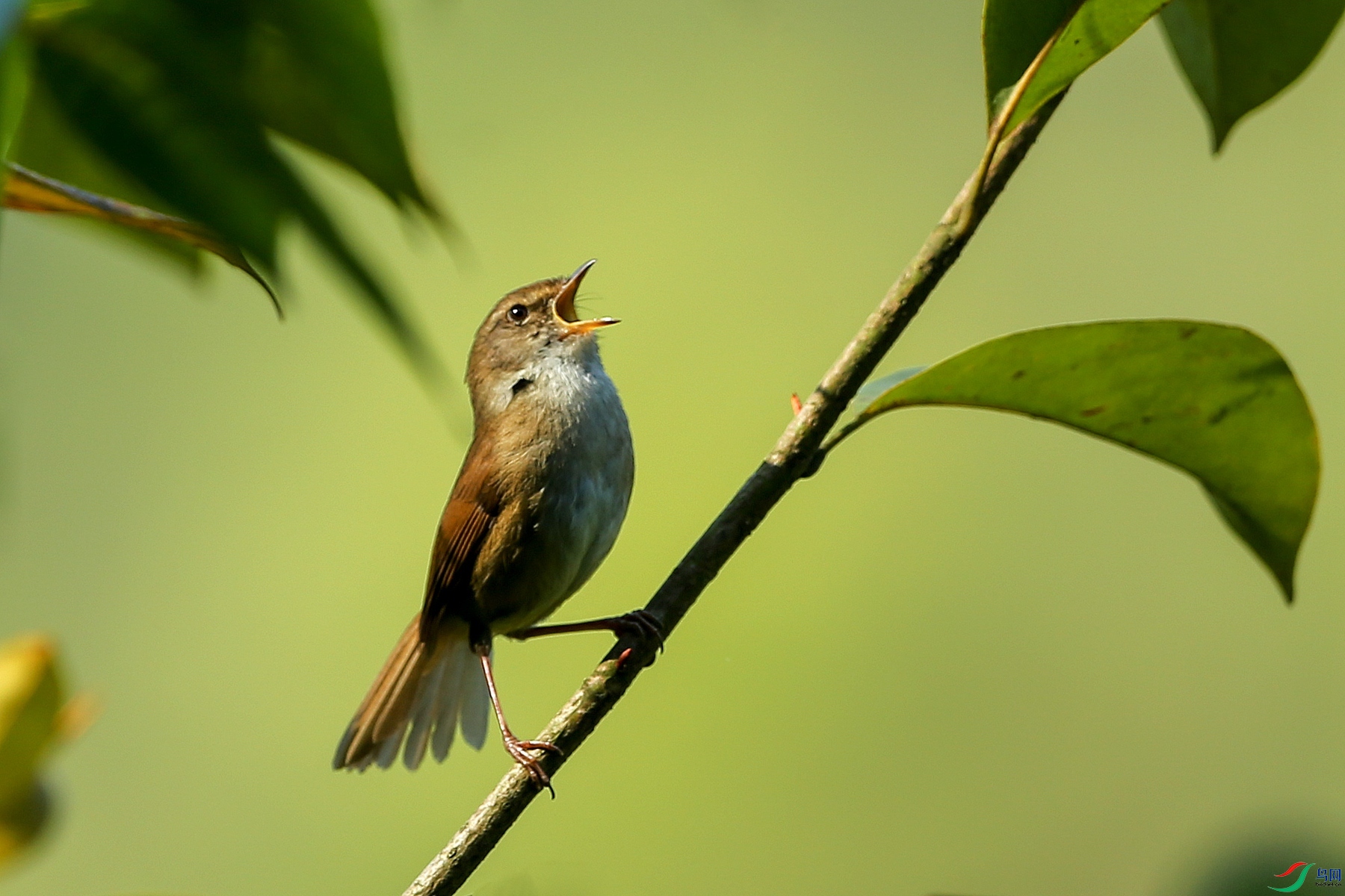 鸟类强脚树莺引吭高歌