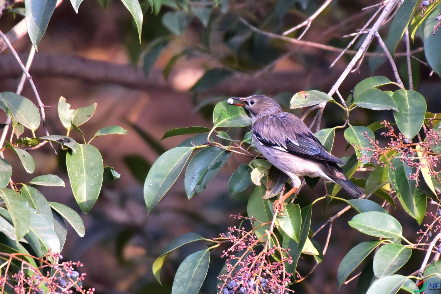 DSC_0307.JPG