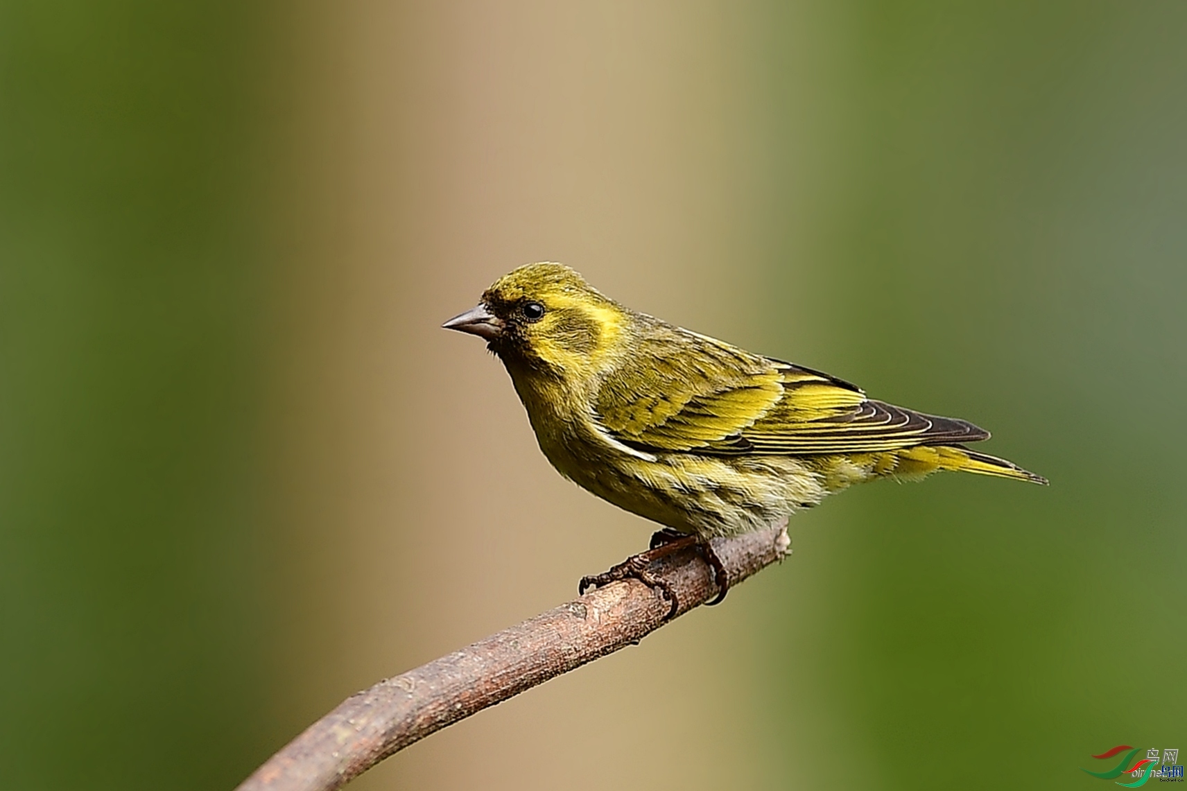 ��ľ����  ��ʦ����������ʡ��ɽ���ڳ���.jpg