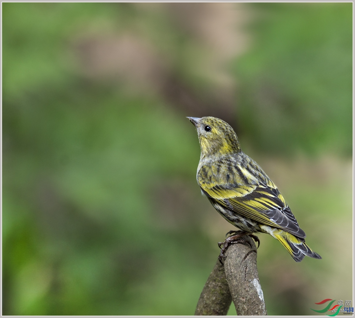 ��СҶ  ��ʦ����������ʡ��ɽ��.jpg