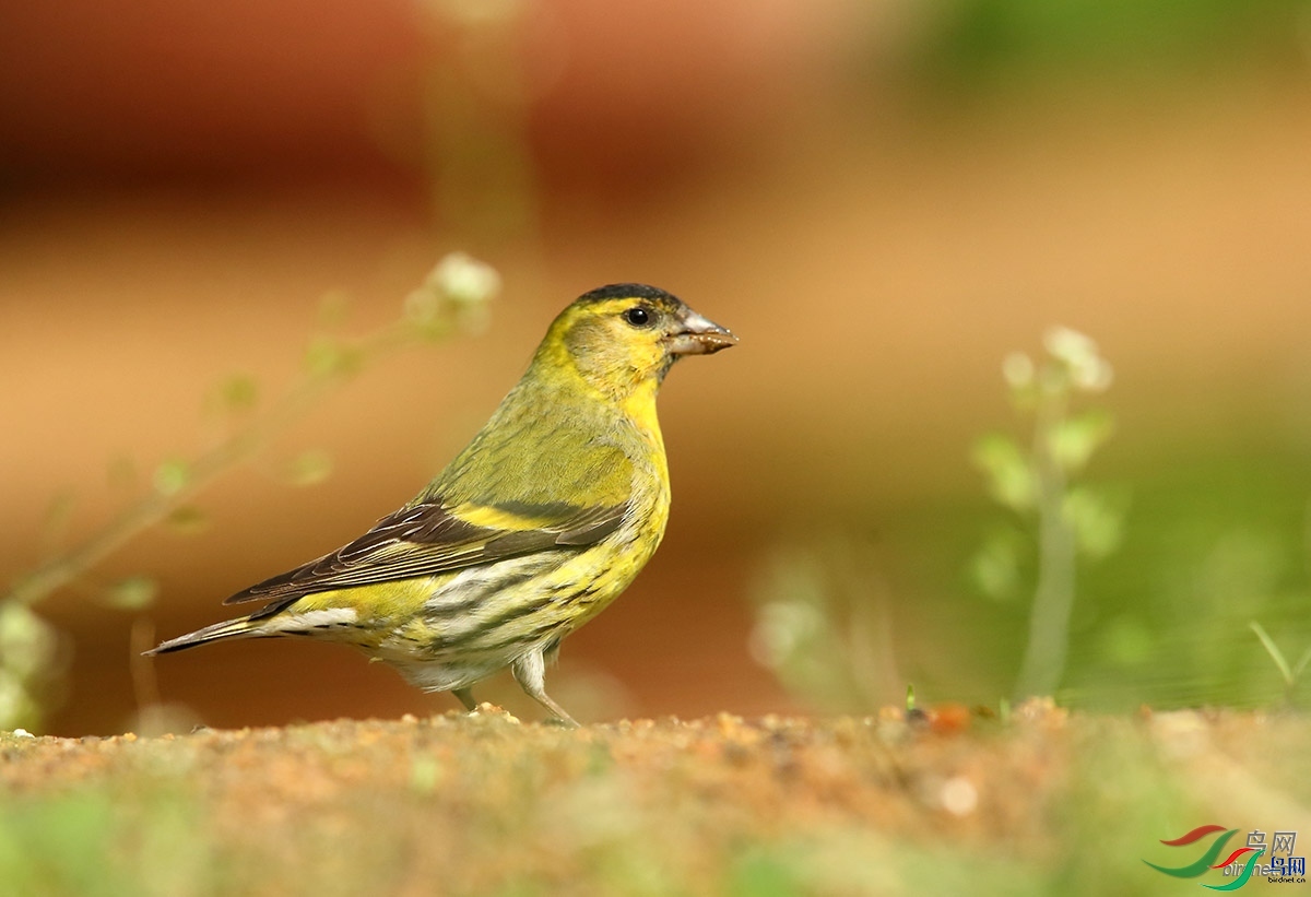 ������  ��ʦ������ɽ��ʡΫ���в�����.jpg