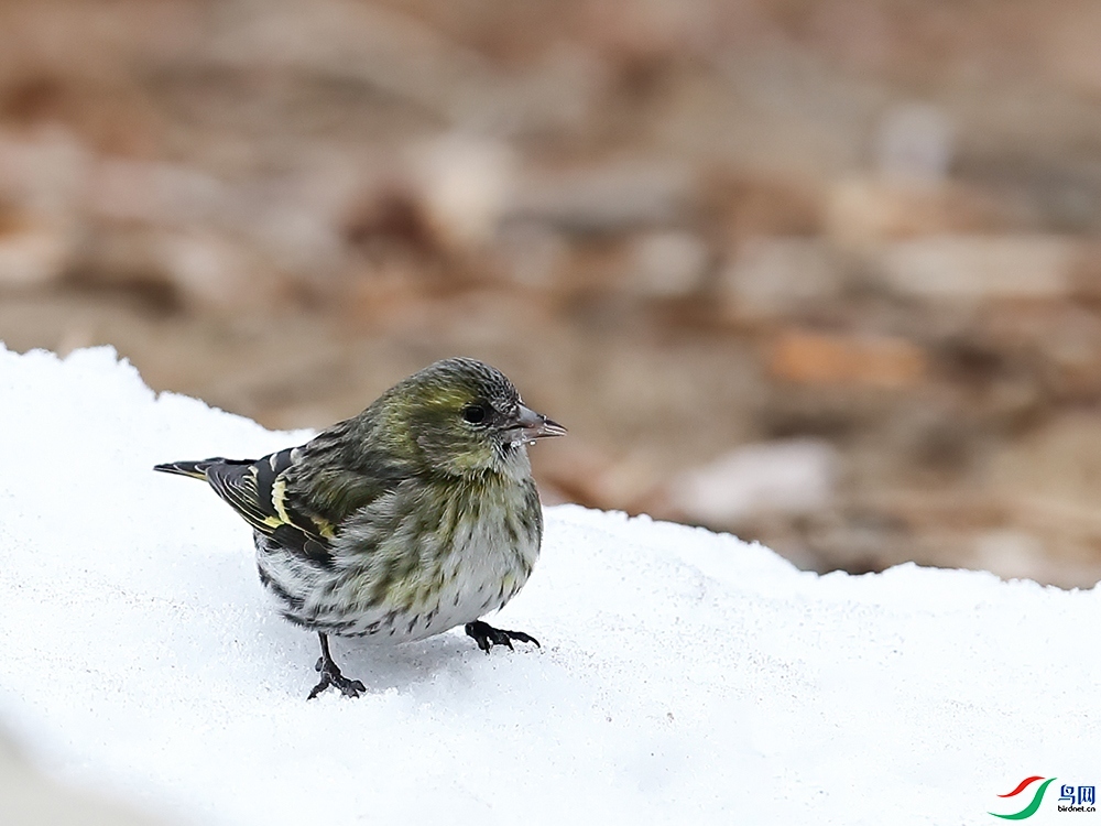 ��������  ��ʦ����������ʡ������.jpg