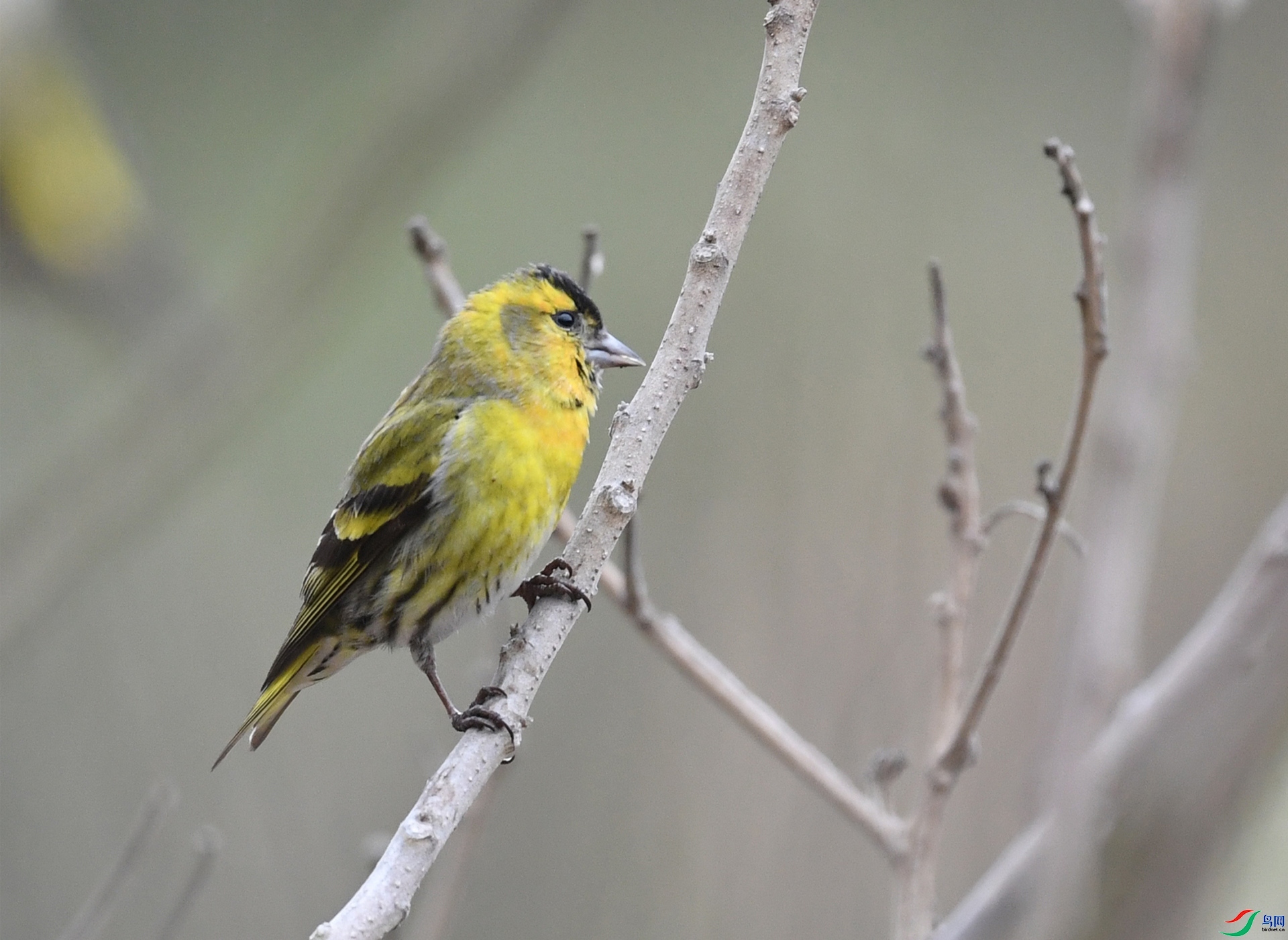 ����ϸ��  ��ʦ�����ڸ���ʡ������.jpg