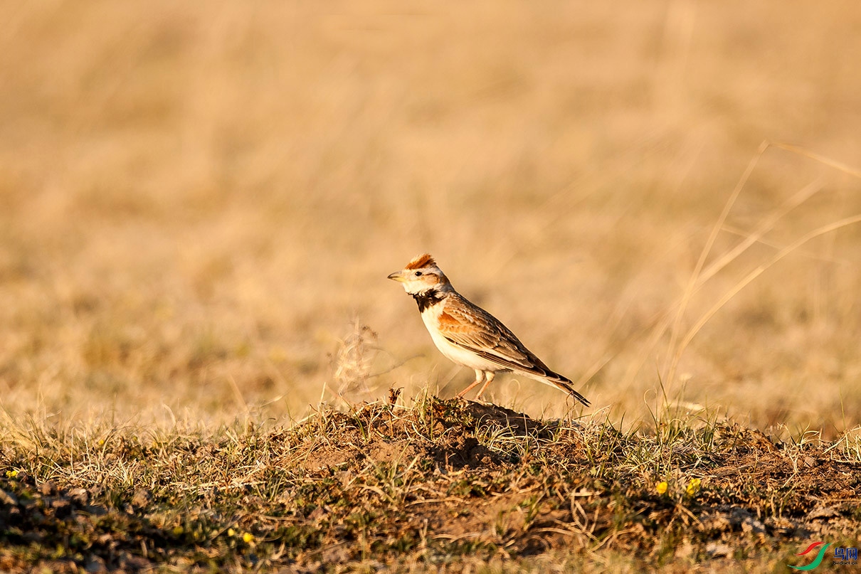 DSC_6550.jpg