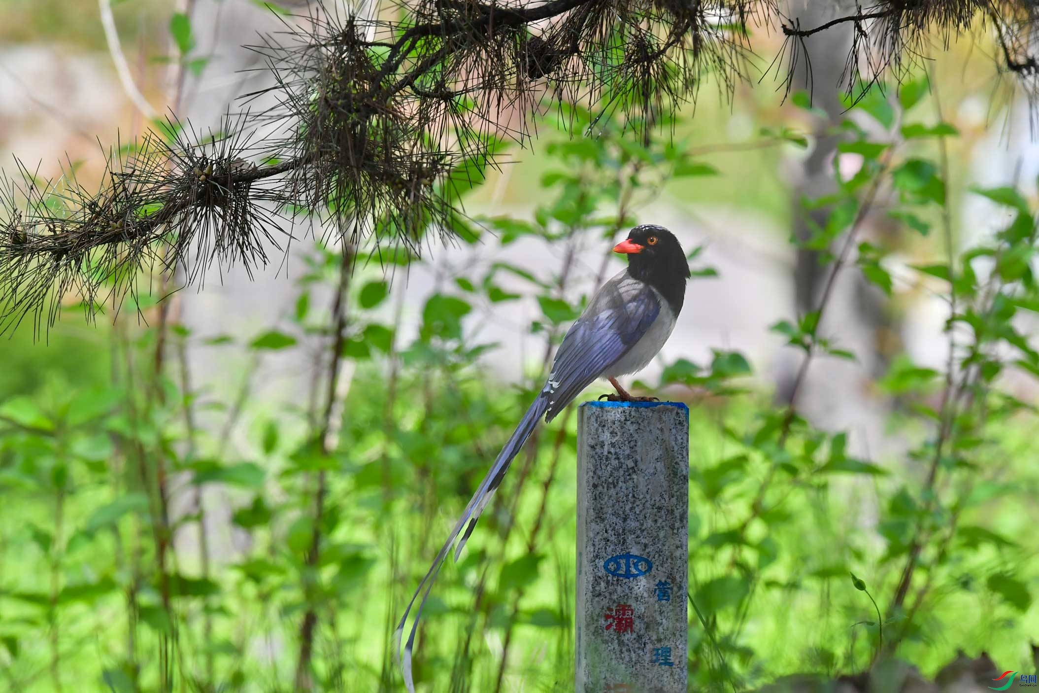 DSC_4830����.jpg
