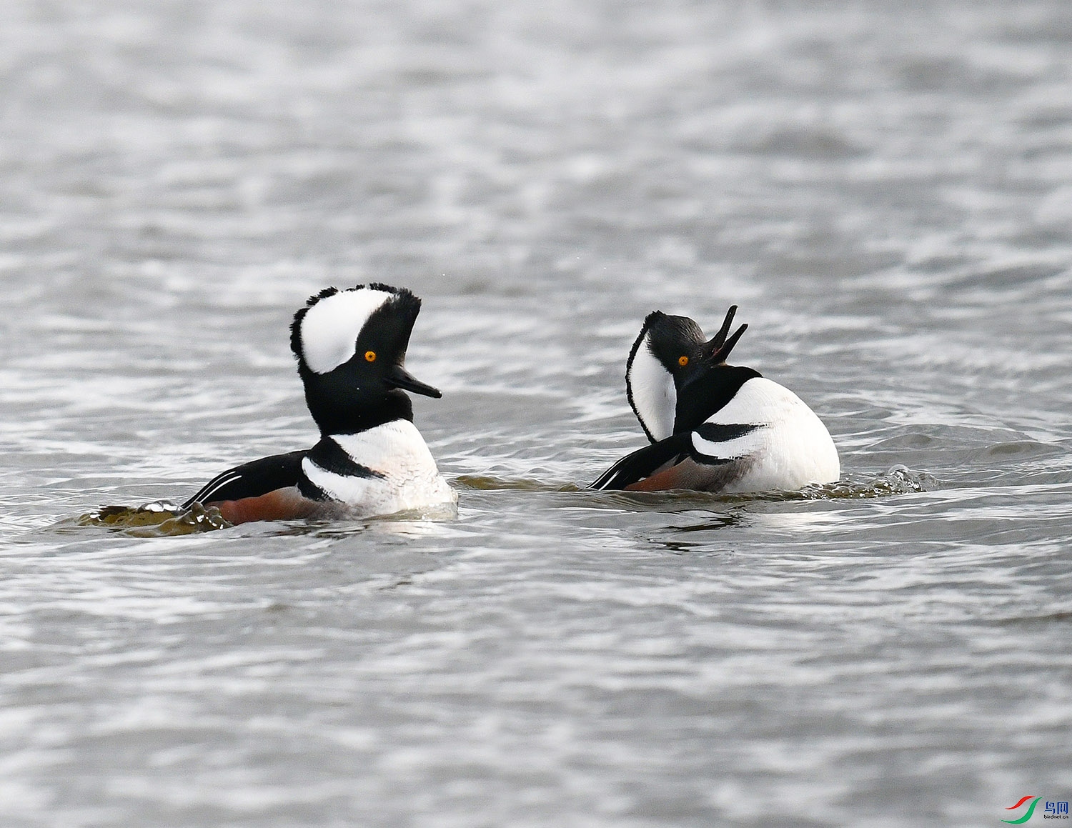 DSC_5800 - ����.jpg