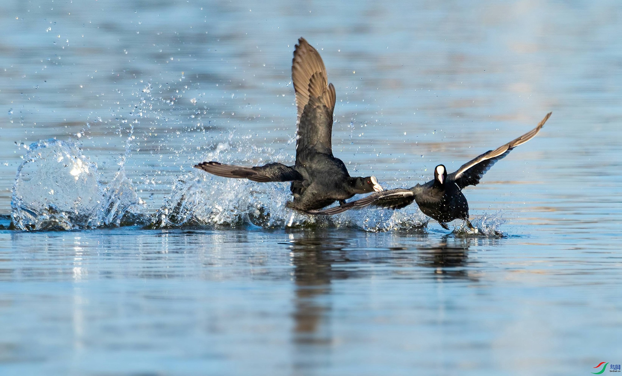 B74I4485- ���� 2.jpg