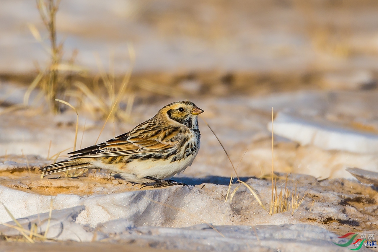 ���Ĳ�  ��ʦ���������ɹ����������ױ�����.jpg