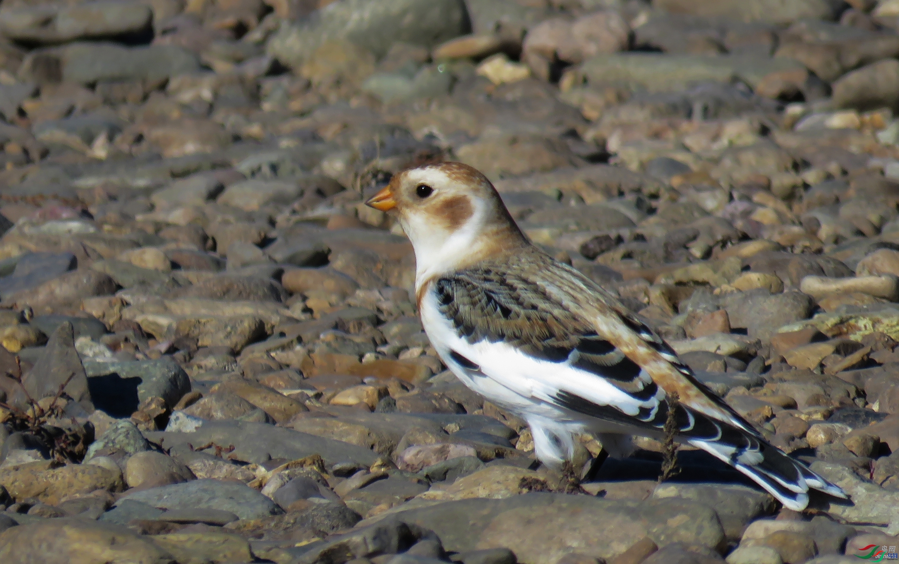 �۸���  ��ʦ���������ɹ������� ���ױ����� ������.jpg