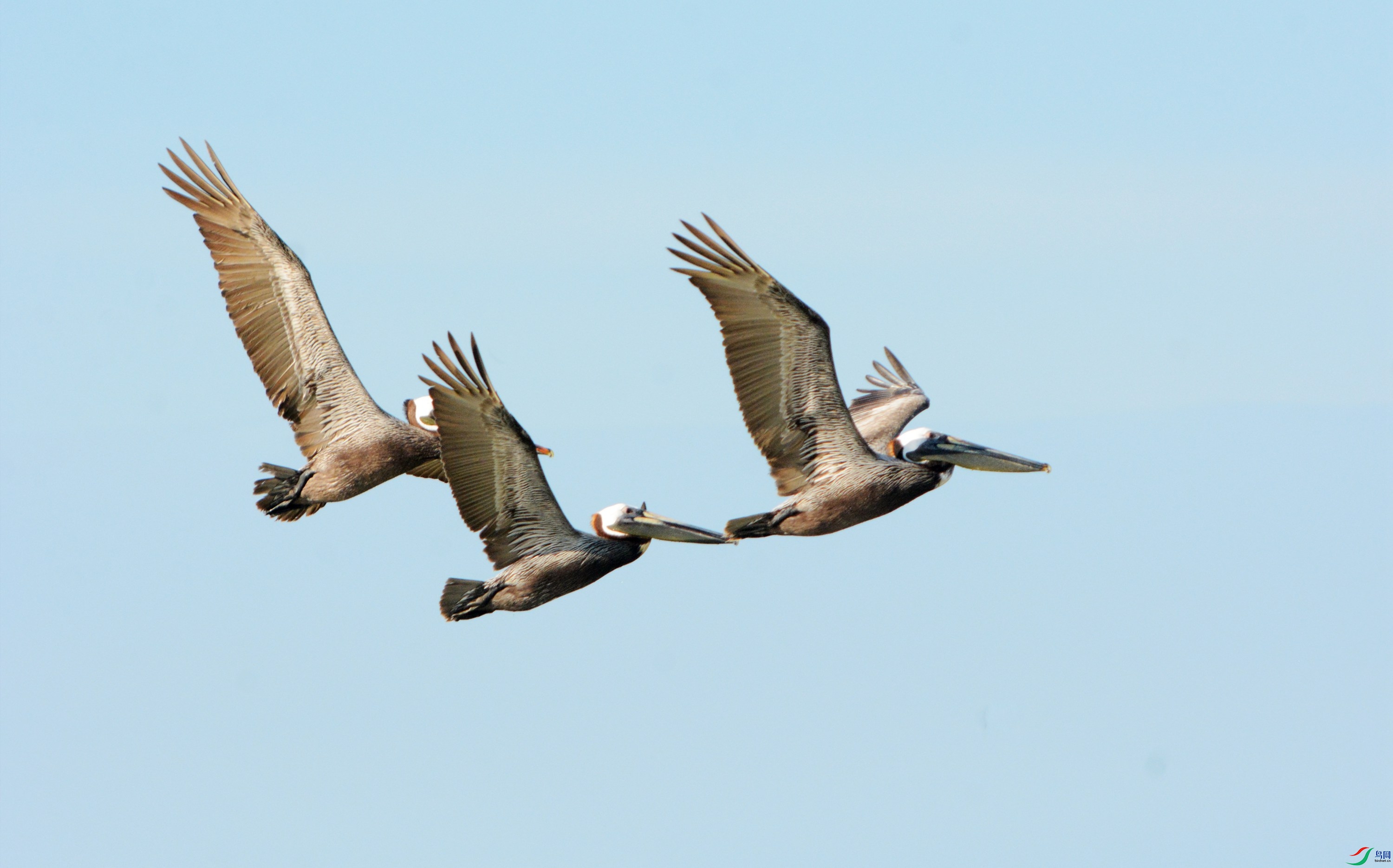 DSC_7626 - ����_����.jpg