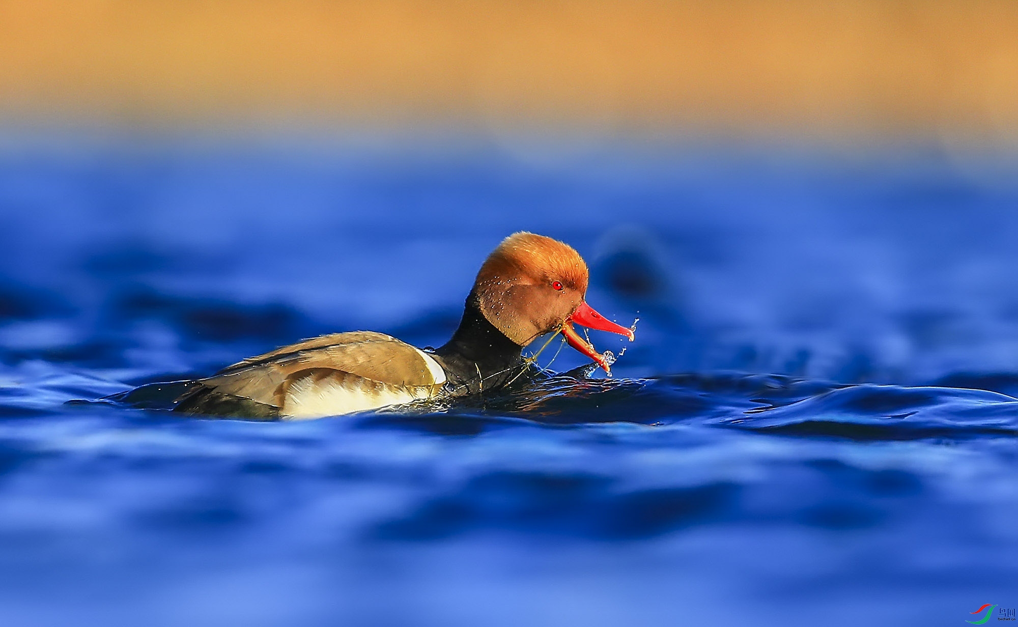 ������� (7)-.jpg