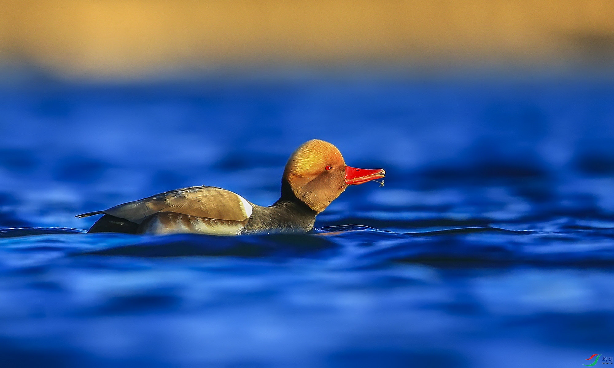 ������� (6)-.jpg