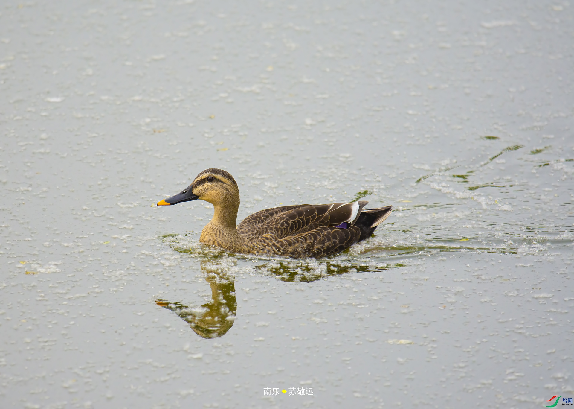 _DSC7403С.jpg