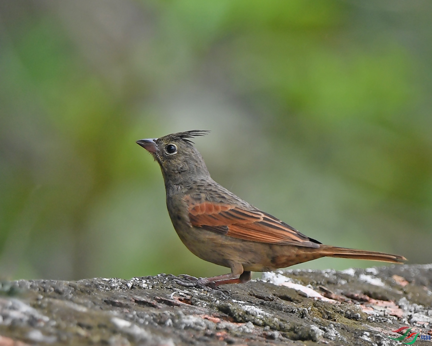 ����ӭ��  ��ʦ�����ڹ���׳��������������������.jpg