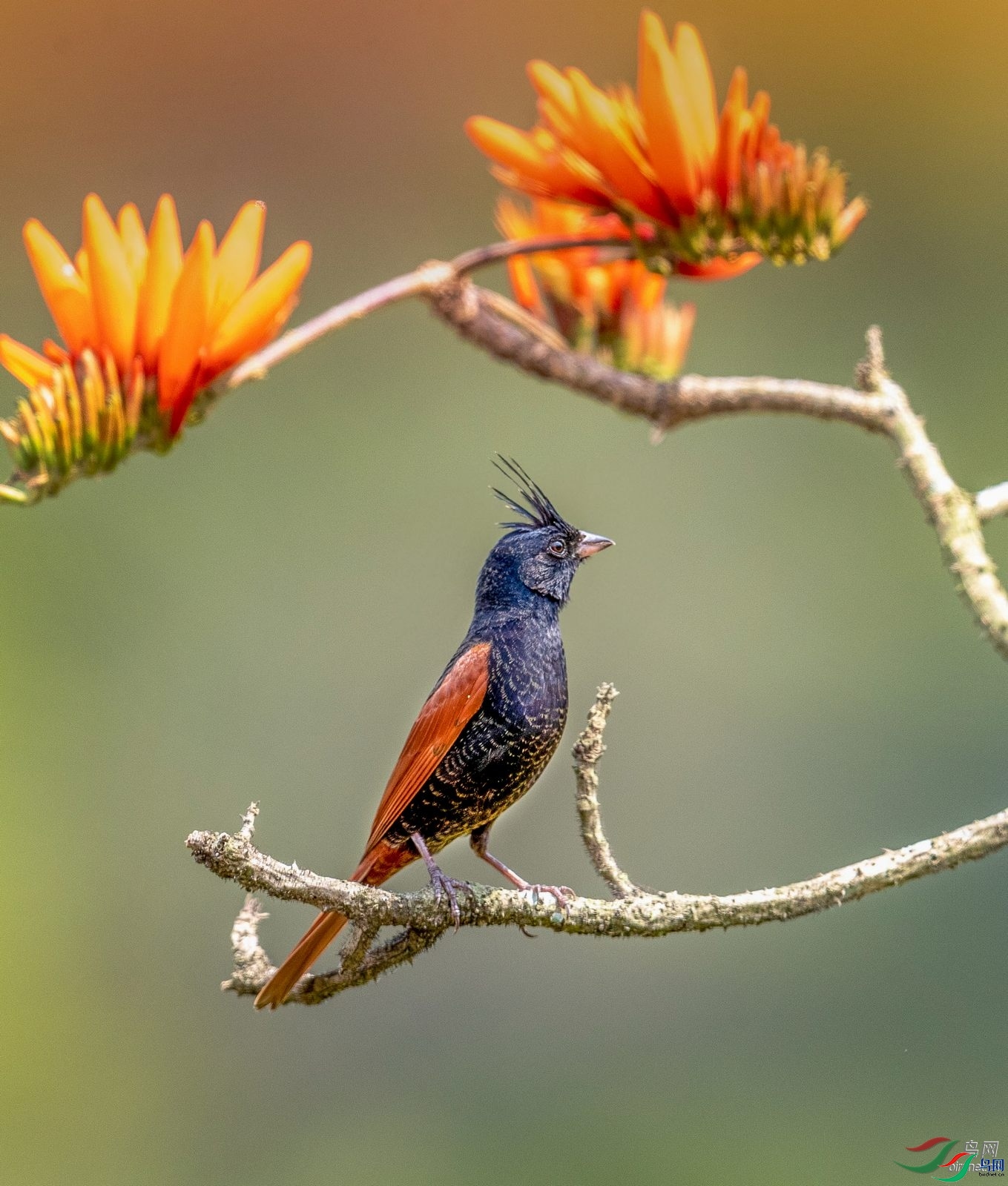 �˲�����  ��ʦ�����ڹ���׳��������������������.jpg