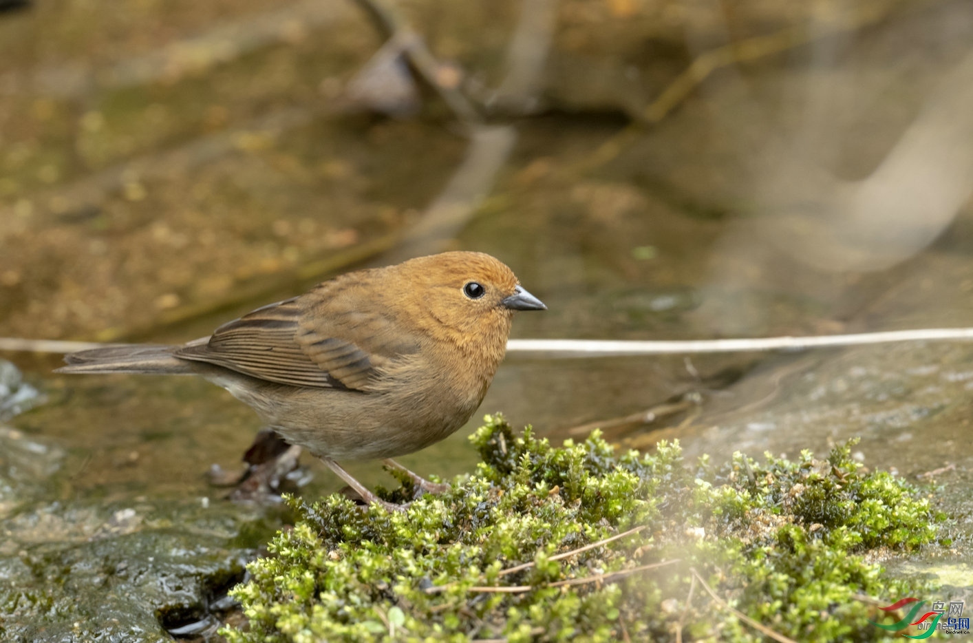 �����Ĵ���  ��ʦ�����ڰ���ʡ��ɽ��.jpg