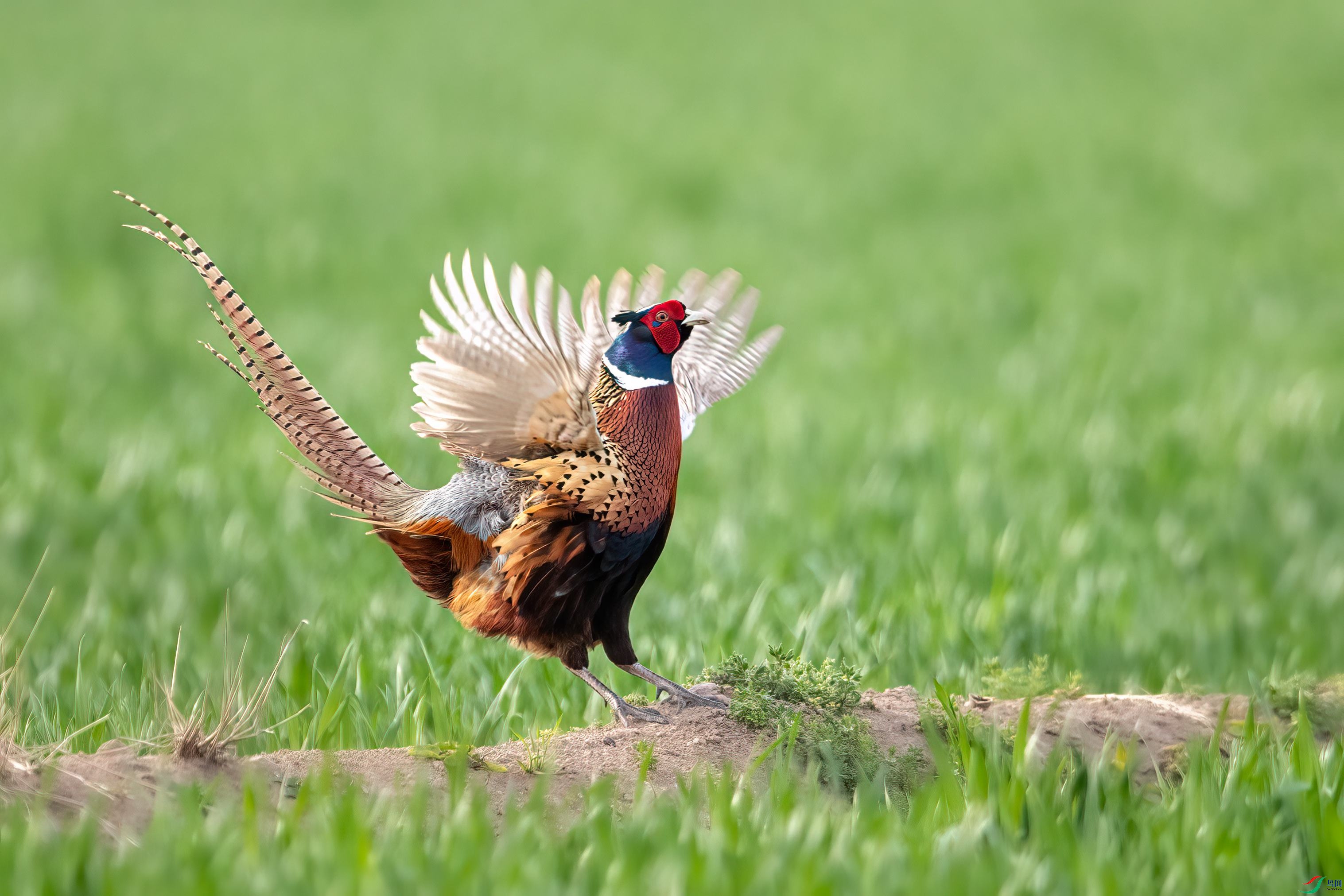 BO1I9338-1.jpg