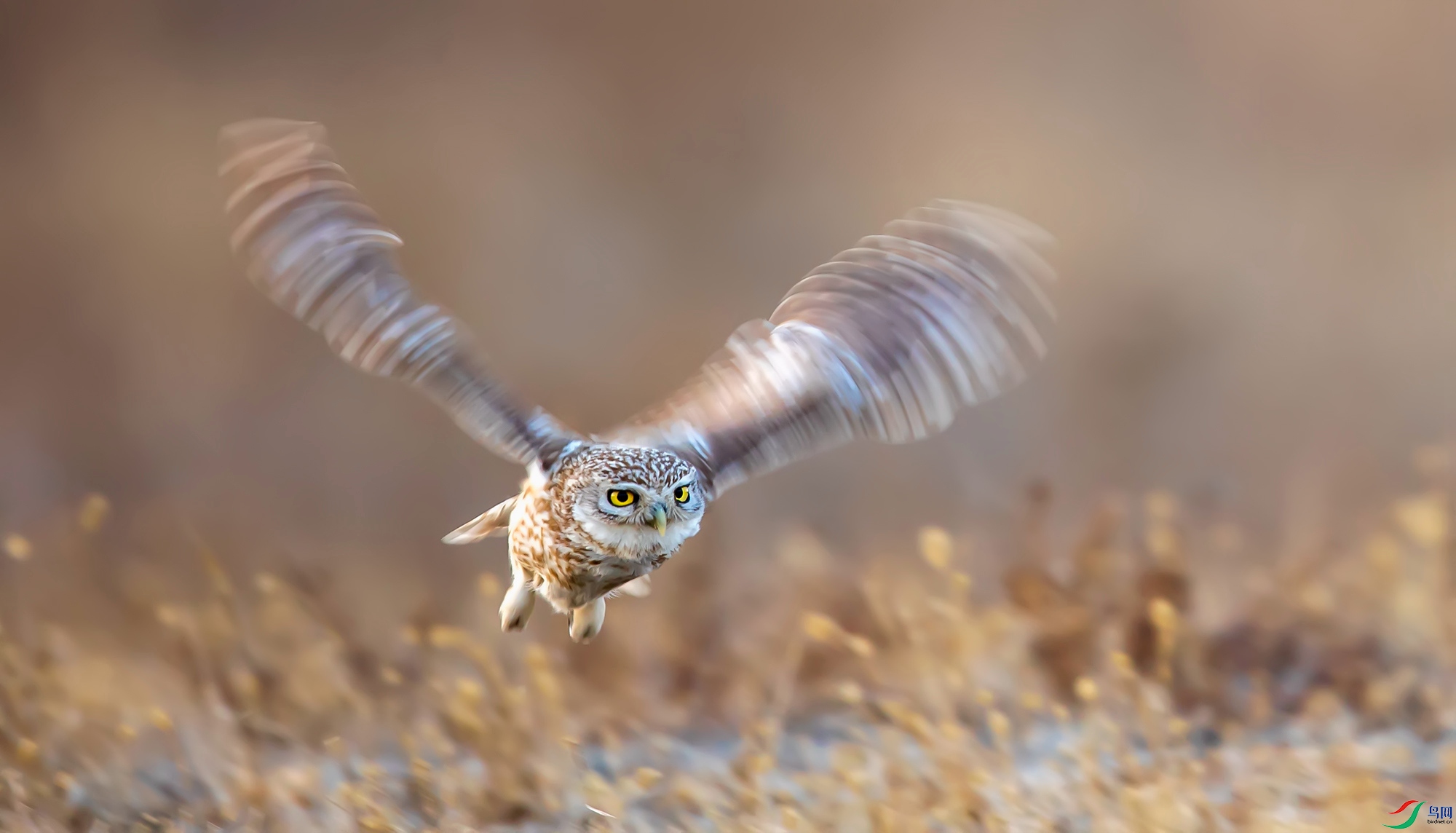 ���Ƹ�С�^