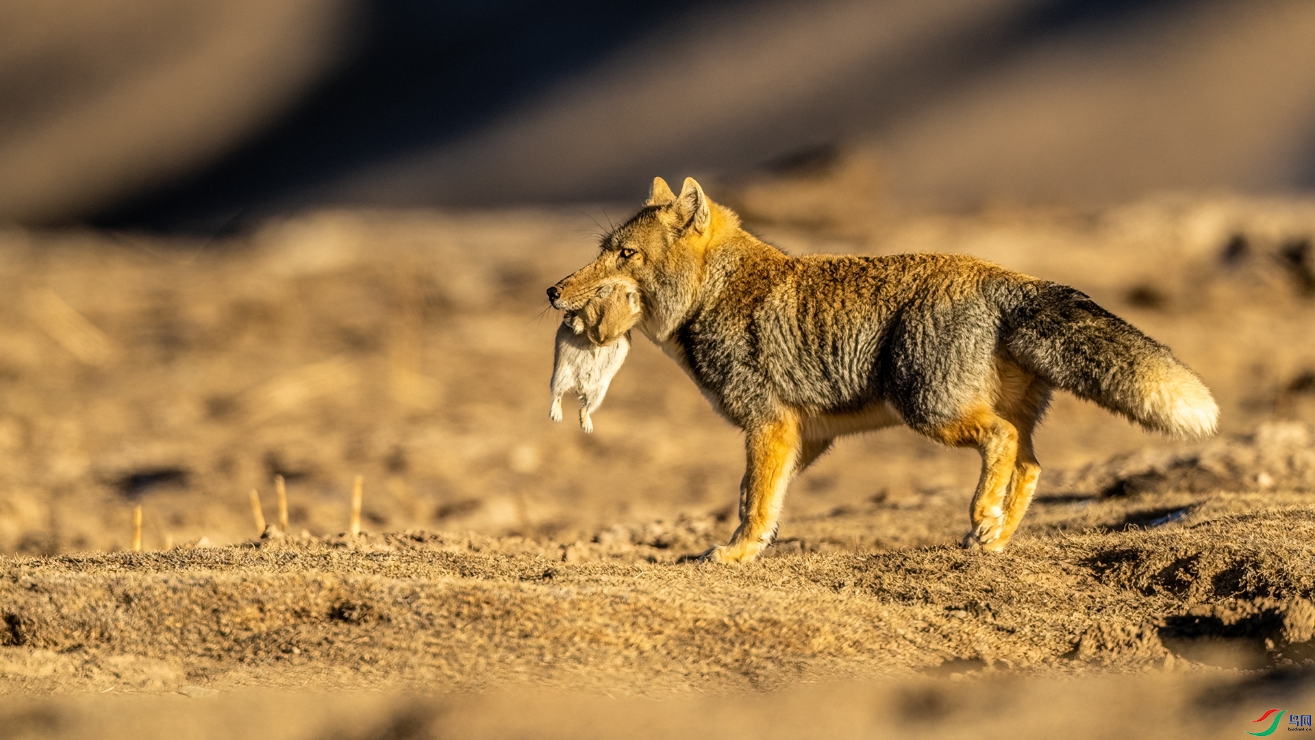 忙碌的藏狐《祝贺老师作品荣获vip佳作》