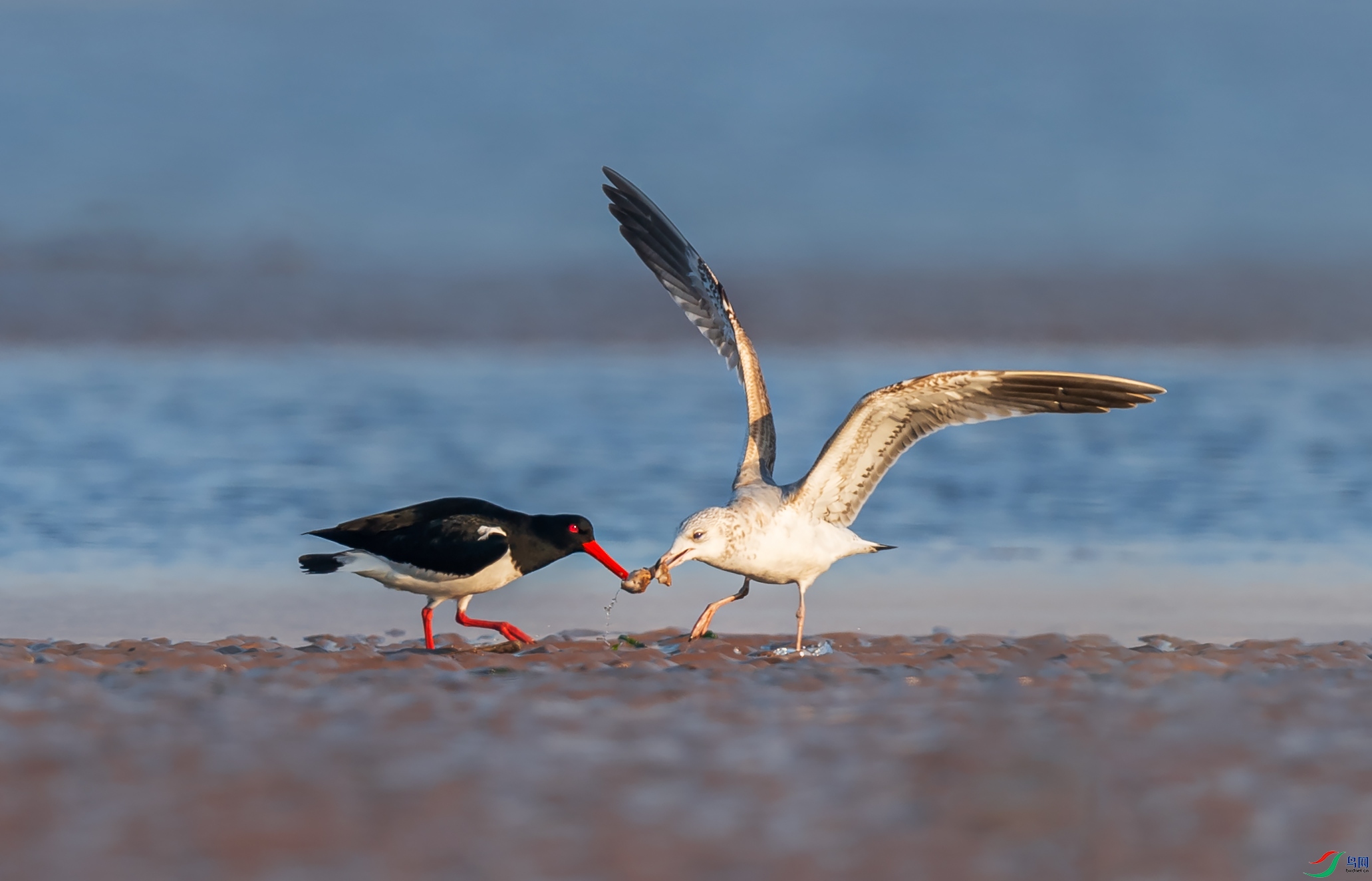 �����뺣Ÿ