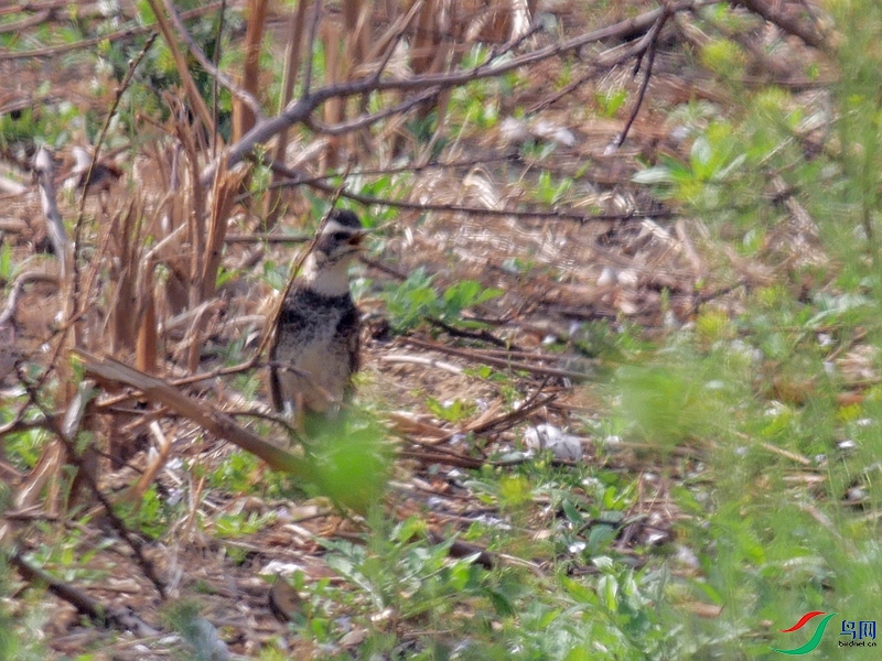 P8230687 - ����.JPG