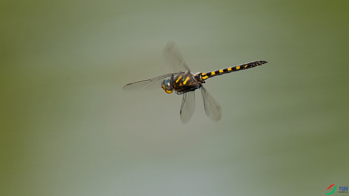 13 - ����.jpg