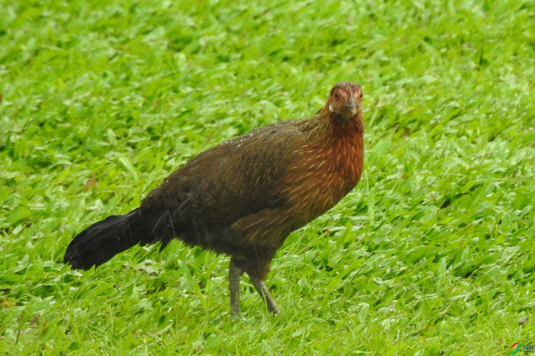 DSCN1631 ����.jpg