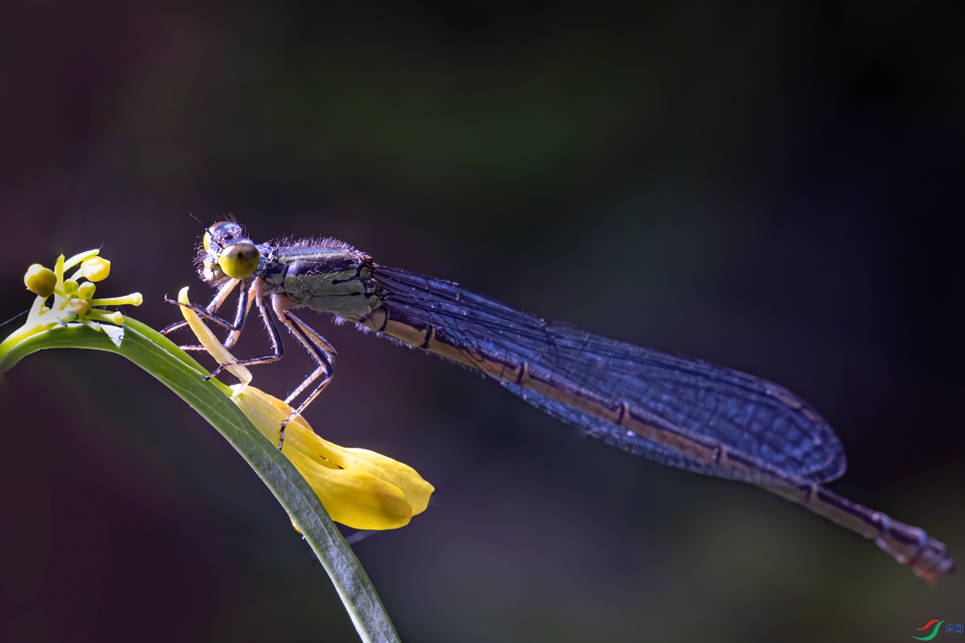 0P8A4414.jpg