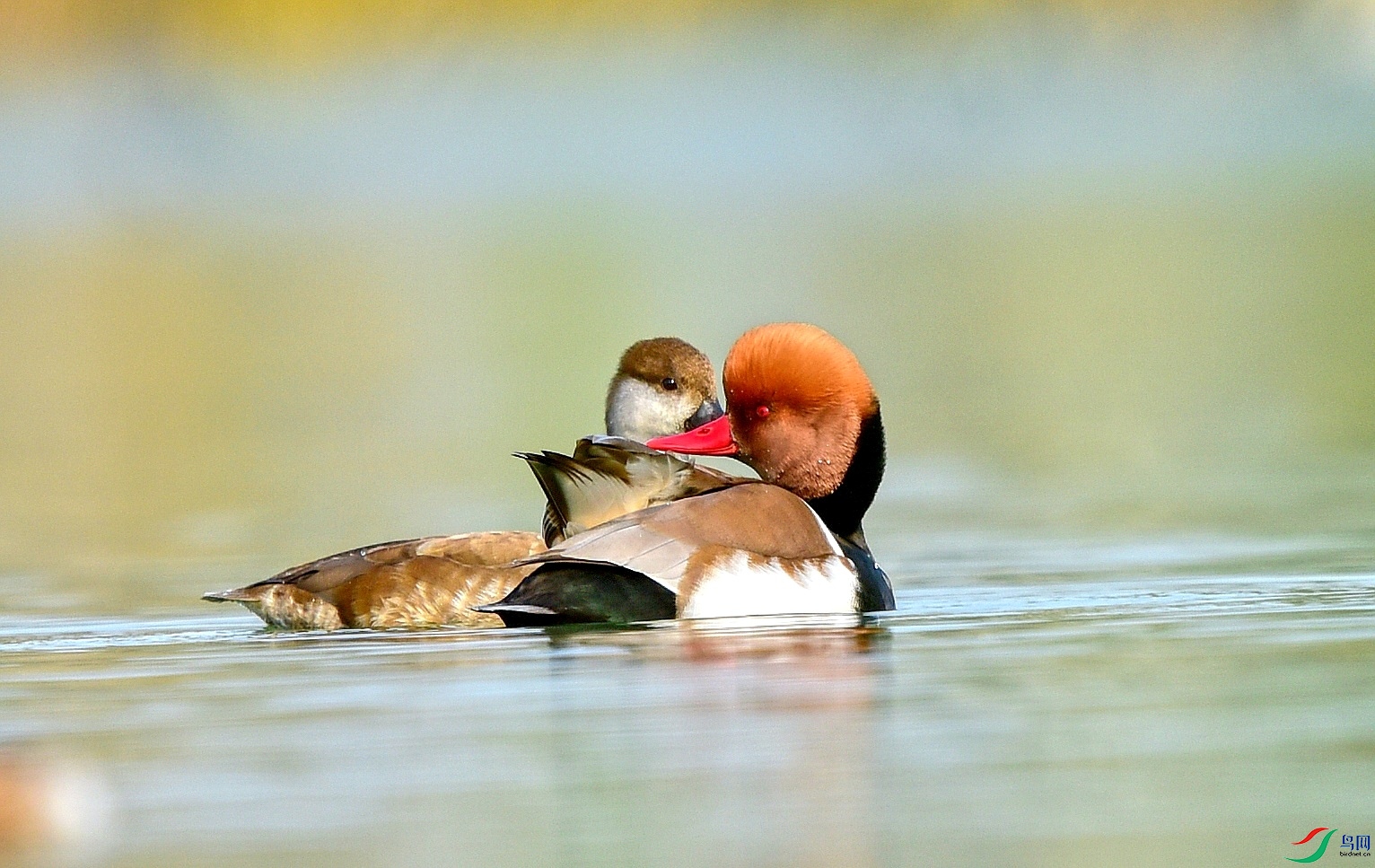 DSC_9976_conew8.jpg
