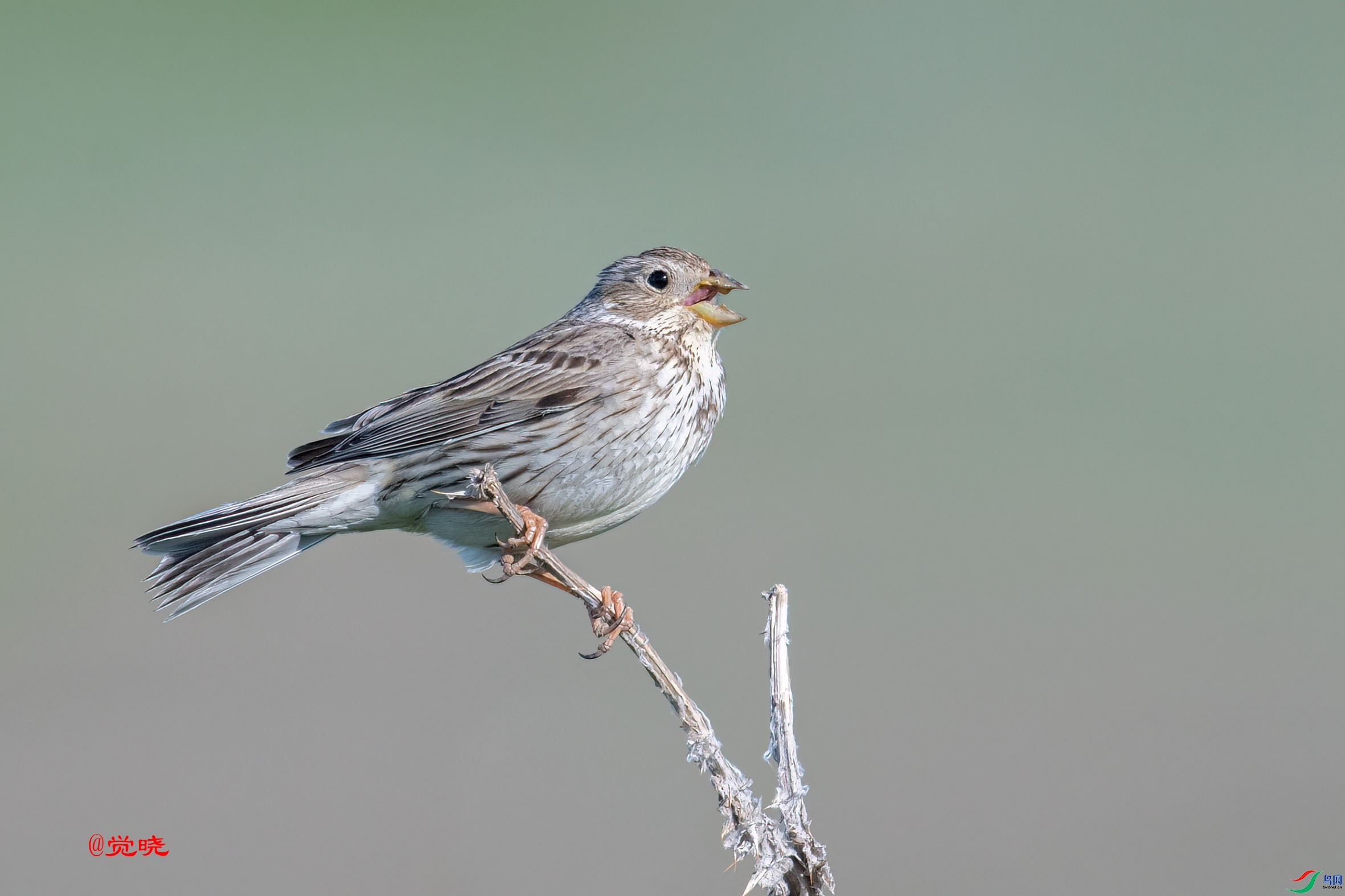 ���ž��� ��ʦ��������.��.ά.��.��.����������������.jpg
