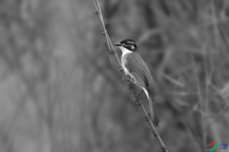 DSC_2289.JPG