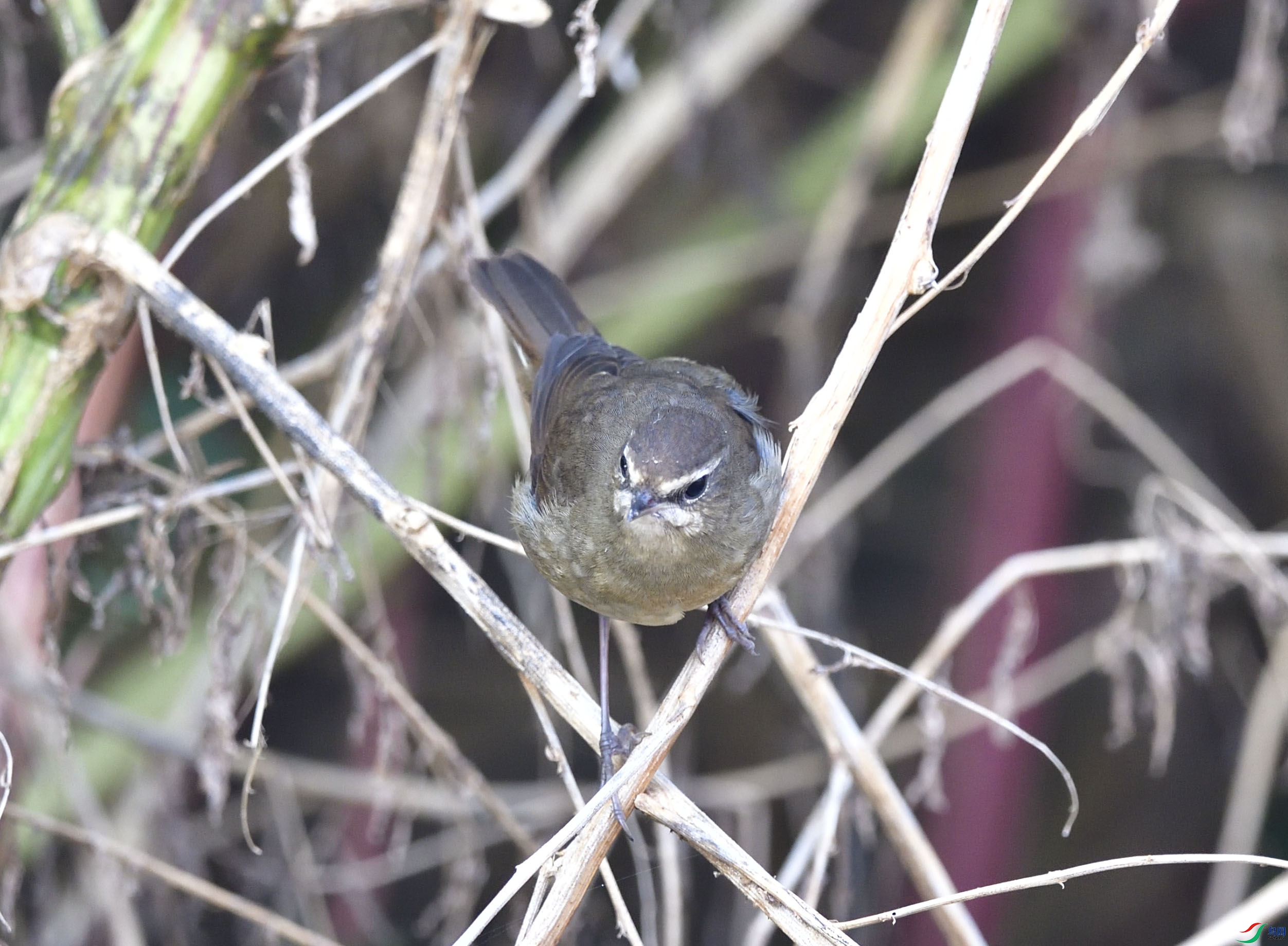 _DSC9785.JPG