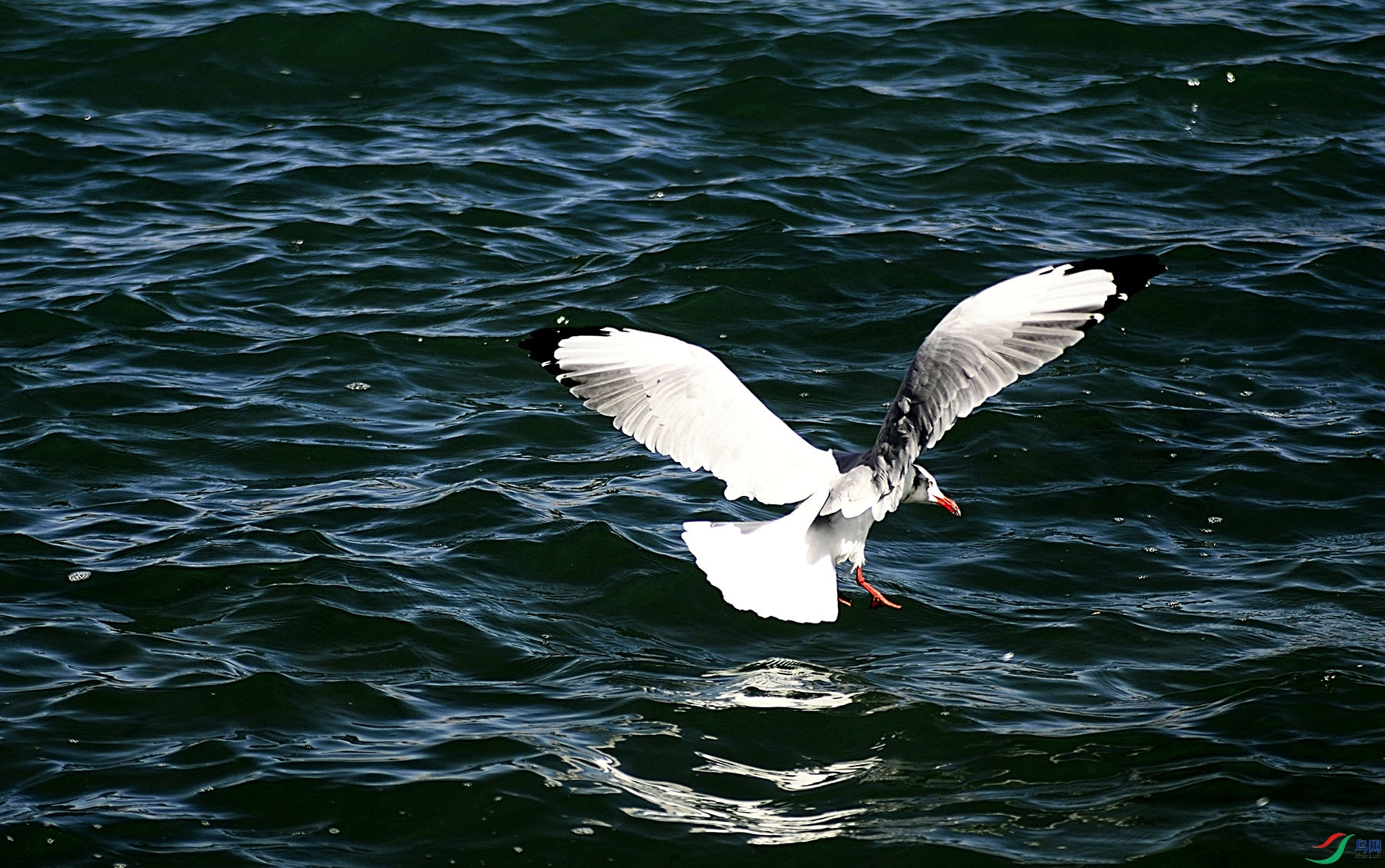 _DSC0589.jpg