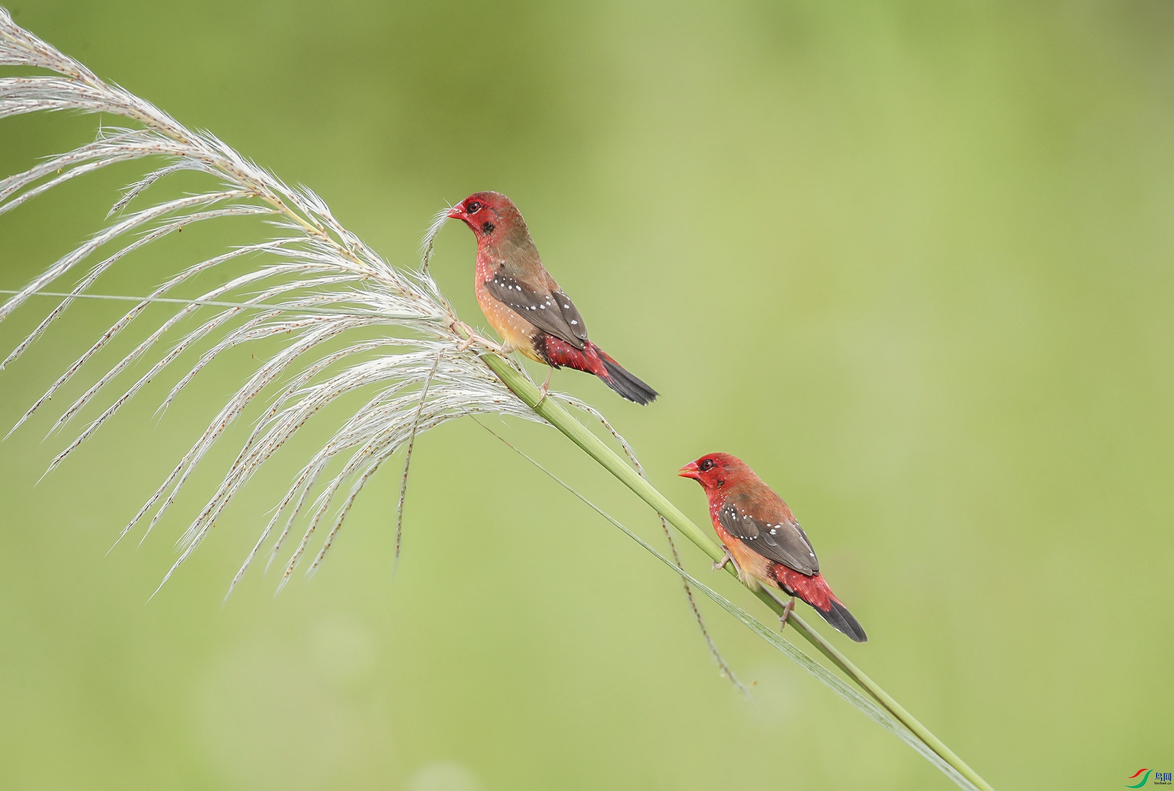 BT1I7055.--jpg (5).jpg