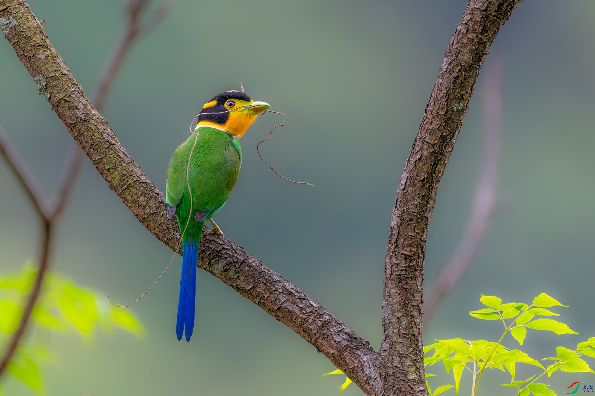 又到拍长尾阔嘴鸟的季节祝贺荣获每日佳作