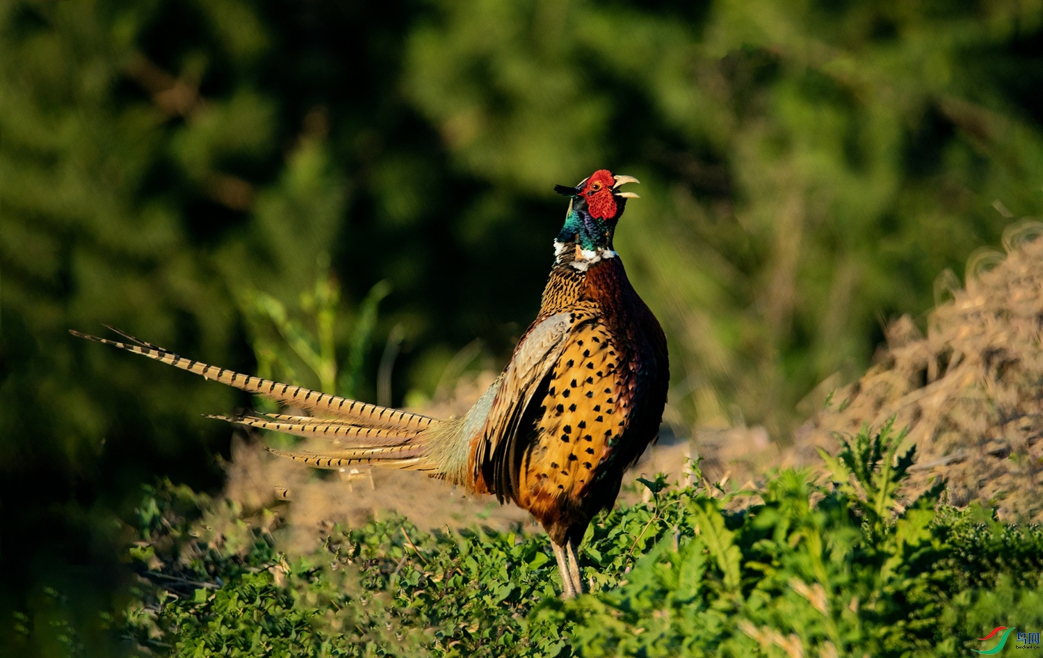 ������� (3)_����_����.jpg