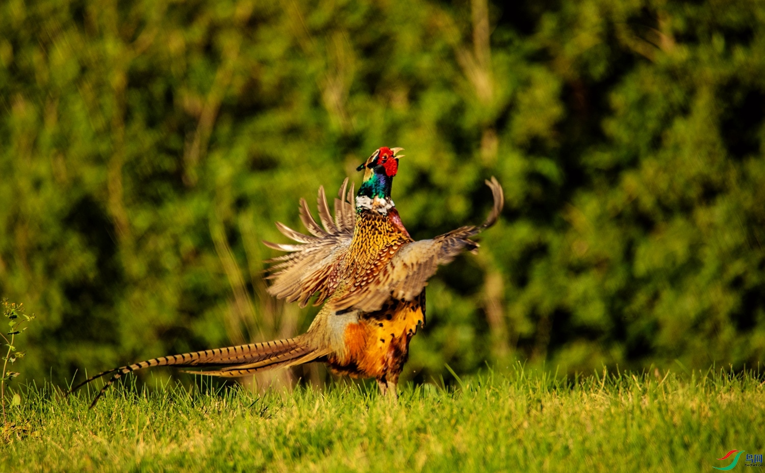 ������� (2)_����_����.jpg