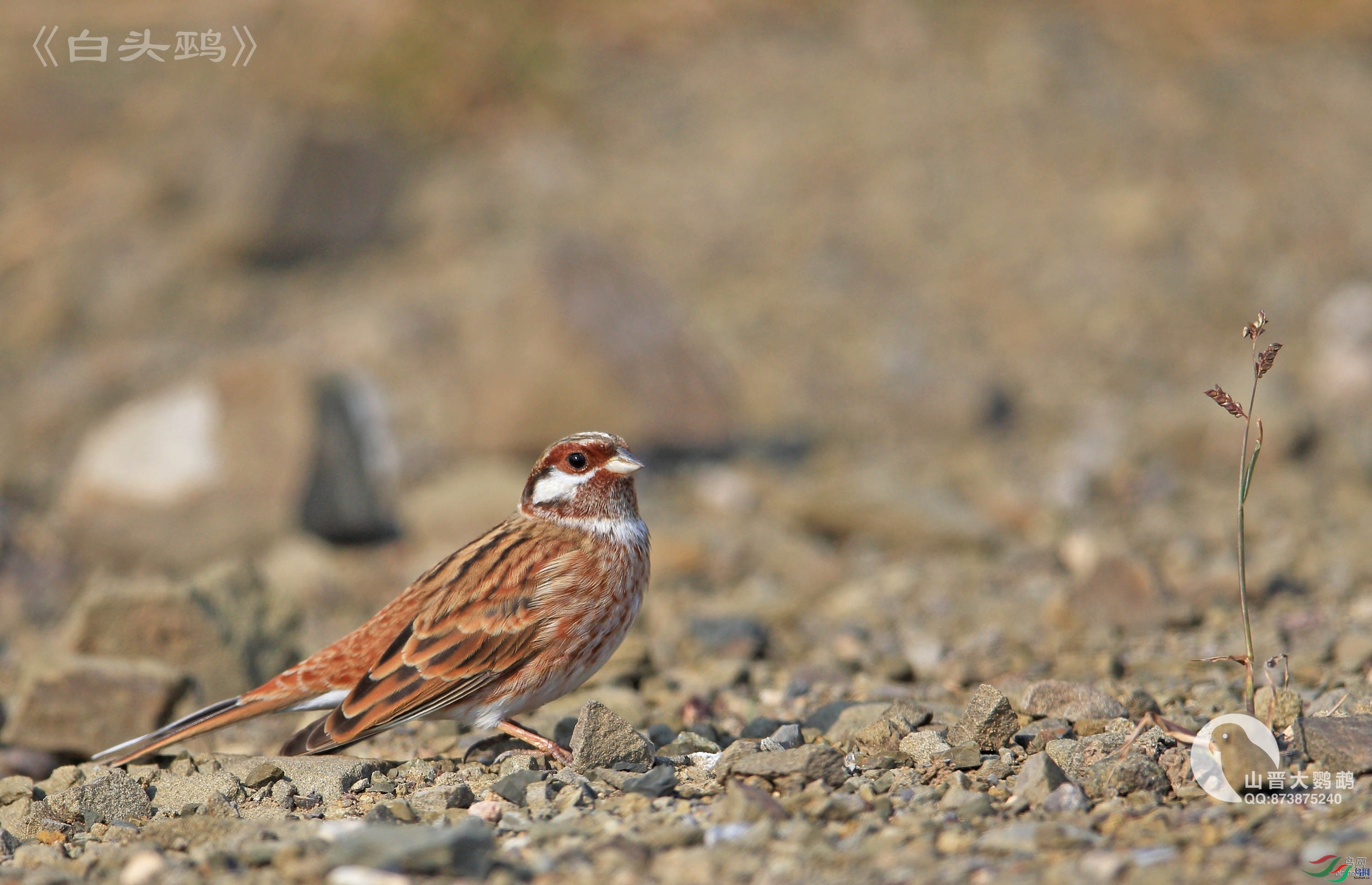 ɽ��������  ��ʦ������ɽ��ʡ̫ԭ��.jpg