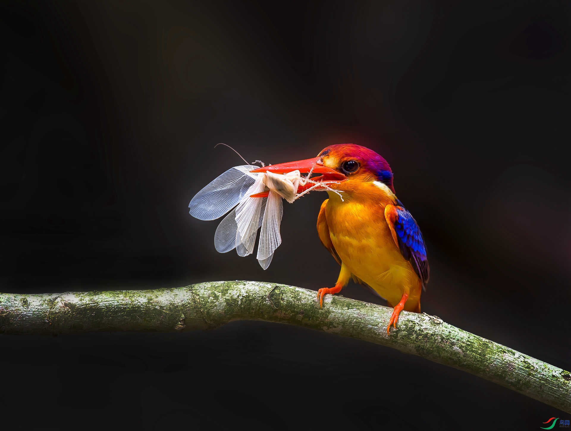 ������  ��ֺ������ݶ� 15591821688��.jpg