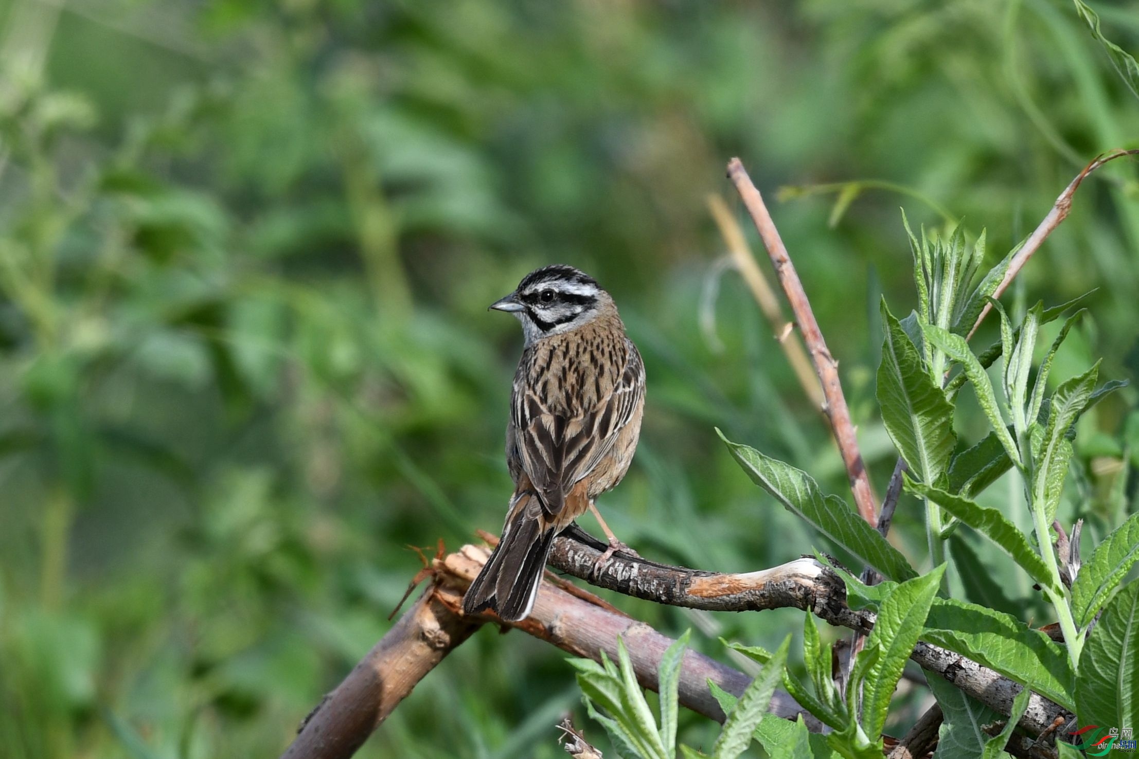 ��������  ��ʦ��������.��.ά.��.����������.��.̩������������.jpg