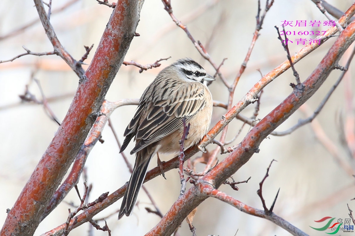 zxf  ��ʦ��������.��.ά.��.����������.��.̩���������.jpg