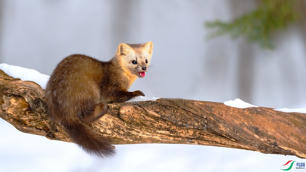 DSC07521 ����.jpg