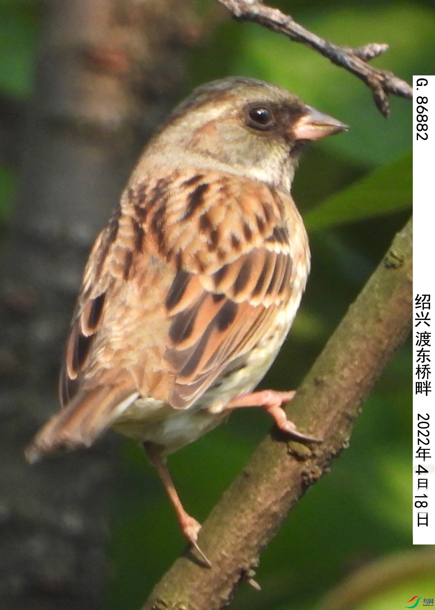 G.86882_����.jpg