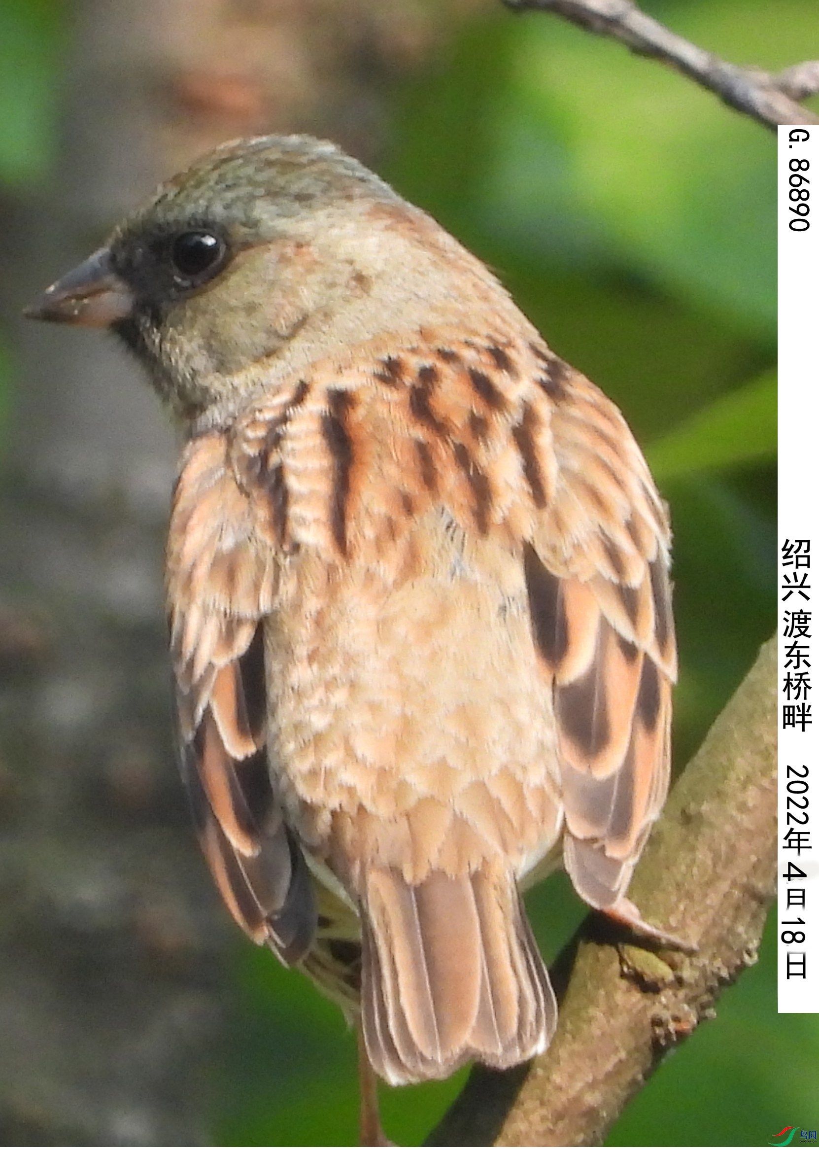 G.86890_����.jpg